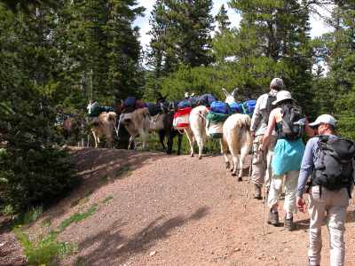 Llamas and livestock animals in a pack train in the Rawah Wildernewss. Alpacas, Llamas and Pack Animals images